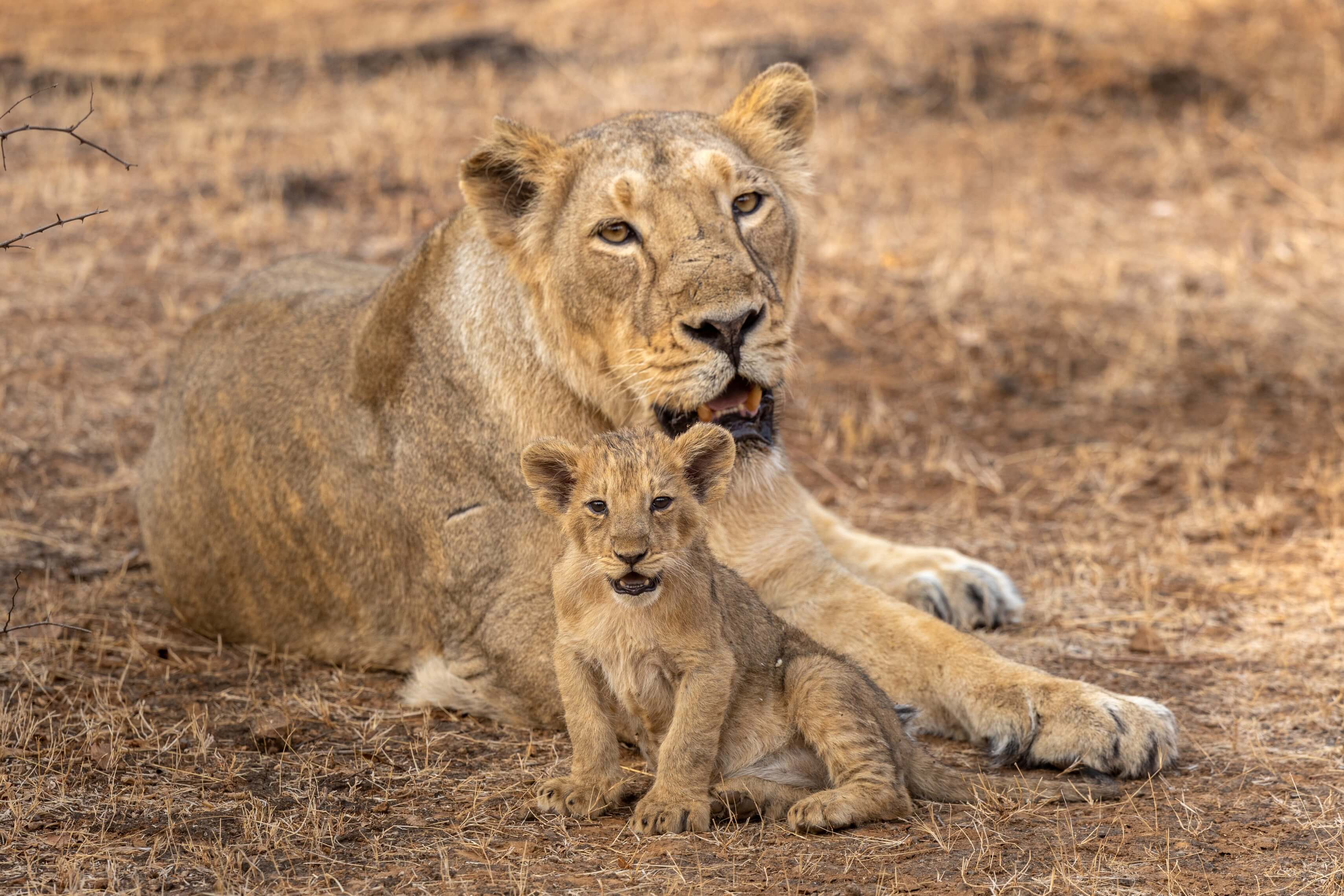 Asiatic Lions & Wilderness in Gir 1