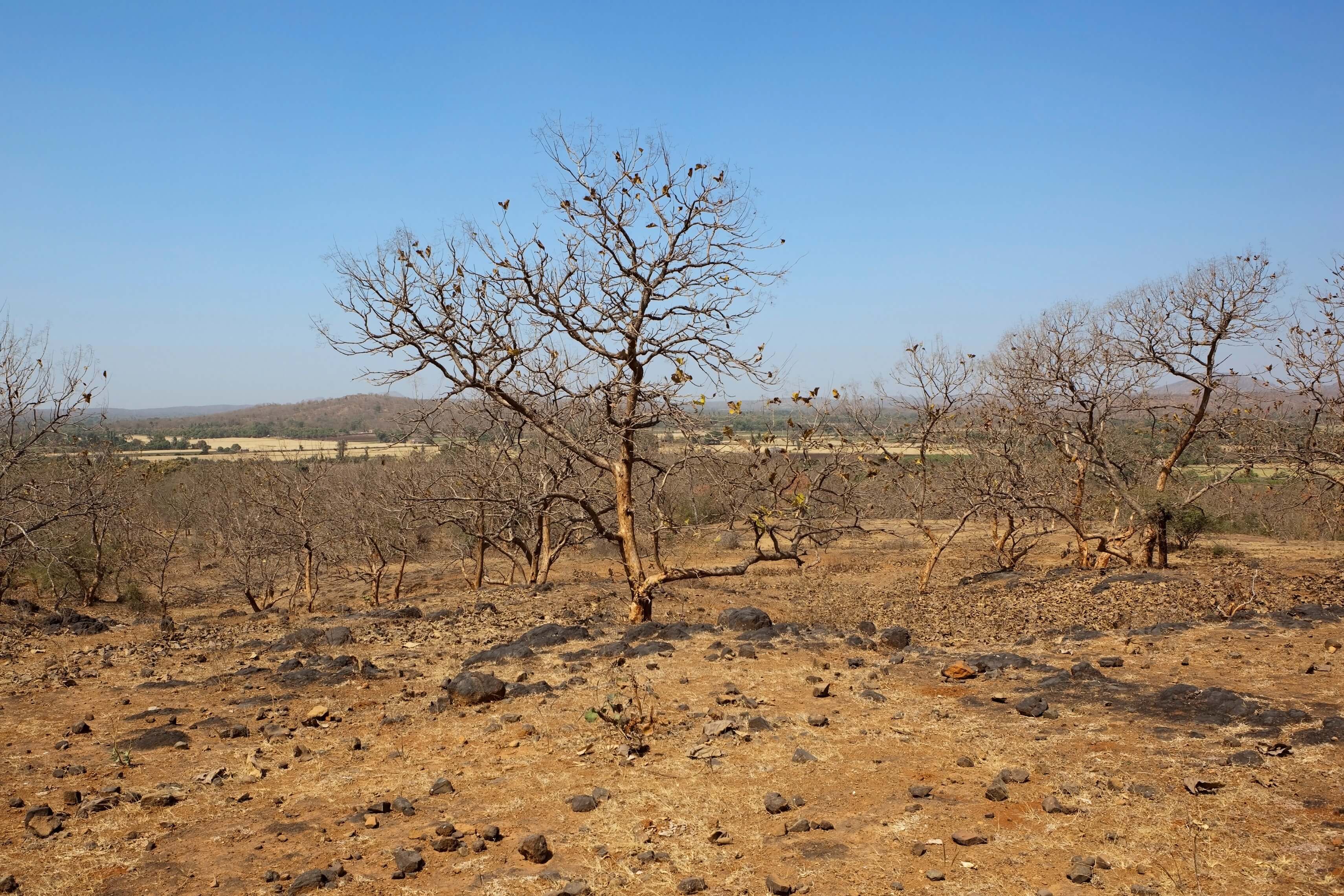 Asiatic Lions & Wilderness in Gir 4